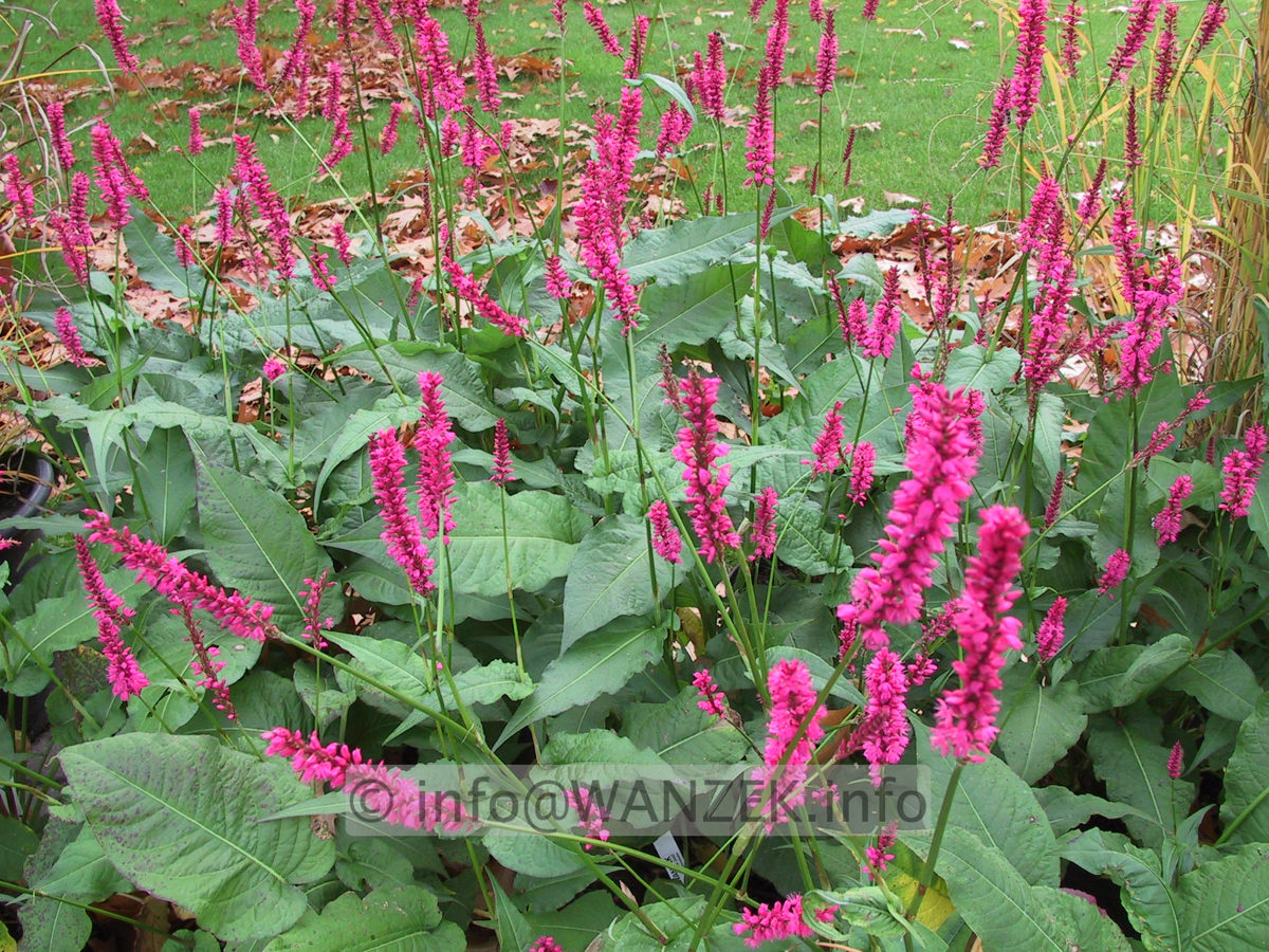Persicaria amplexicaulis Caliente - Bluehend1.JPG
